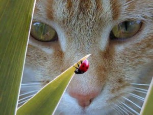 curious+cat