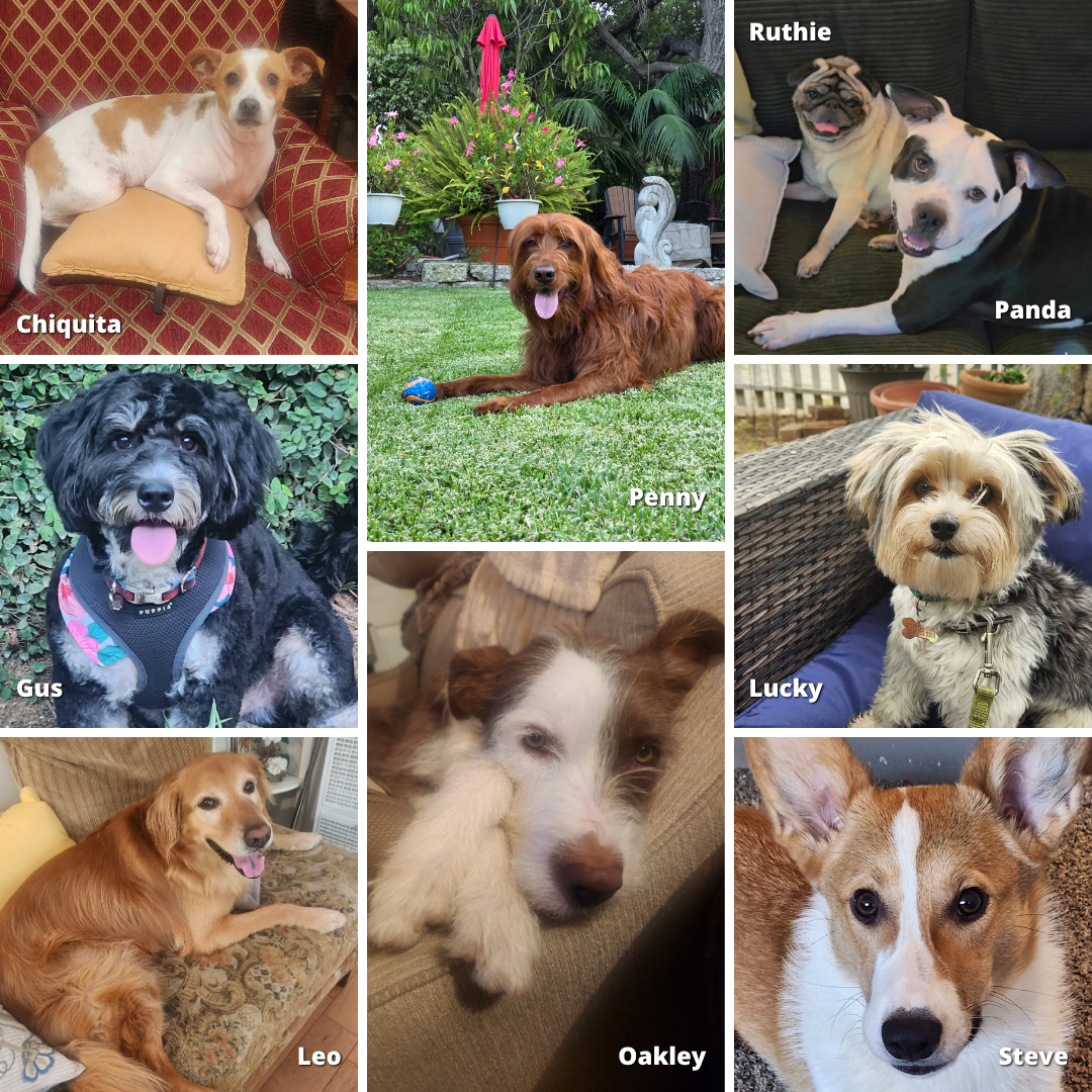 Lisa Gold enjoying time with dogs in her care